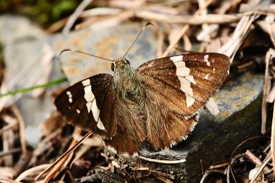 雙帶弄蝶 Lobocla bifasciata kodairai