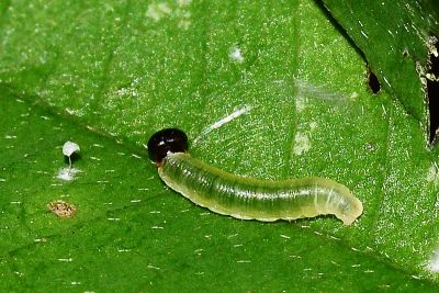 雙帶弄蝶 Lobocla bifasciata kodairai