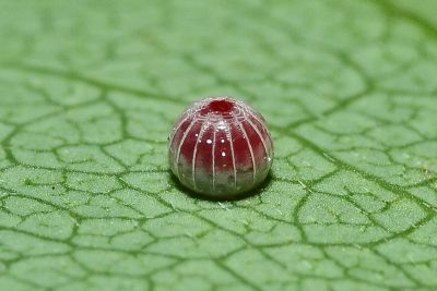 雙帶弄蝶 Lobocla bifasciata kodairai