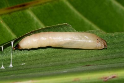 黃星弄蝶 Ampittia virgata myakei