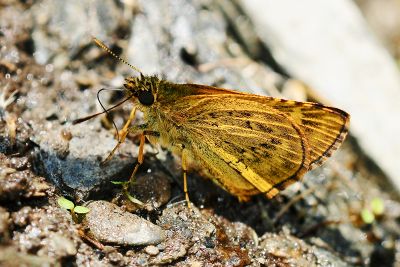 黃星弄蝶 Ampittia virgata myakei