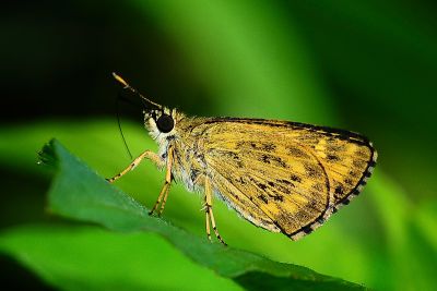 黃星弄蝶 Ampittia virgata myakei