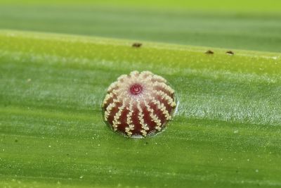 黑星弄蝶 Suastus gremius