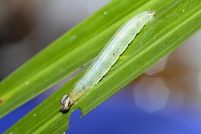 黑星弄蝶 Suastus gremius