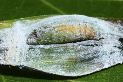 黑星弄蝶 Suastus gremius