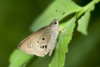 黑星弄蝶 Suastus gremius 性別不明