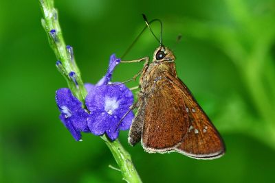 臺灣黯弄蝶 Caltoris ranrunna 性別不明