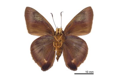 南風絨弄蝶 Hasora mixta limata 雄蟲