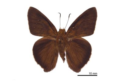南風絨弄蝶 Hasora mixta limata 雄蟲