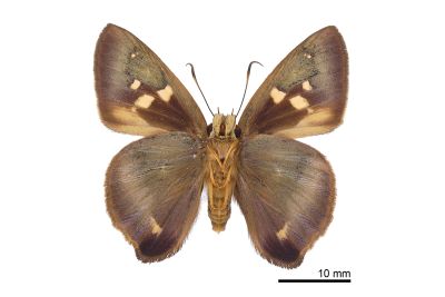 南風絨弄蝶 Hasora mixta limata 雌蟲