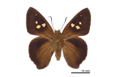 南風絨弄蝶 Hasora mixta limata 雌蟲