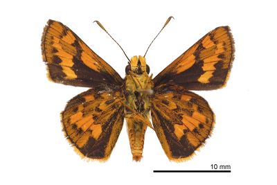 墨子黃斑弄蝶 Potanthus motzui 雄蟲