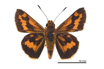 墨子黃斑弄蝶 Potanthus motzui 雄蟲
