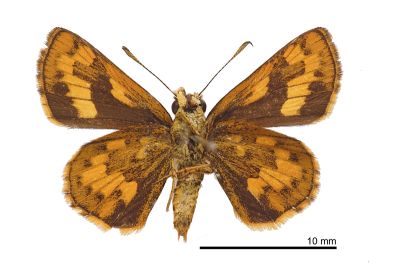 墨子黃斑弄蝶 Potanthus motzui 雌蟲