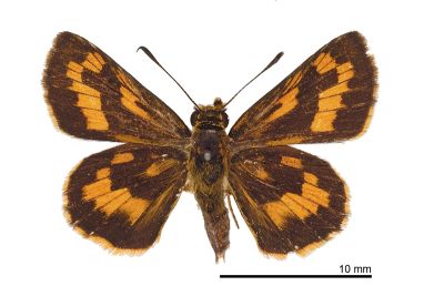 墨子黃斑弄蝶 Potanthus motzui 雌蟲