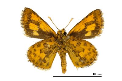 小黃星弄蝶 Ampittia dioscorides etura 雄蟲