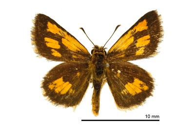 小黃星弄蝶 Ampittia dioscorides etura 雄蟲