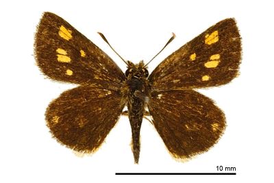 小黃星弄蝶 Ampittia dioscorides etura 雌蟲