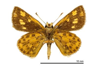 小黃星弄蝶 Ampittia dioscorides etura 雌蟲