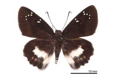 白裙弄蝶 Tagiades cohaerens 雄蟲