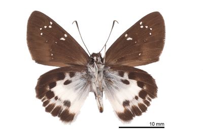 白裙弄蝶 Tagiades cohaerens 雄蟲