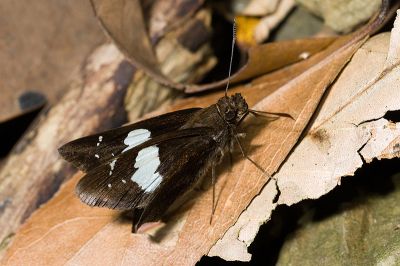 袖弄蝶 Notocrypta curvifascia 雌蟲