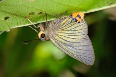 綠弄蝶 Choaspes benjaminii formosanus 性別不明