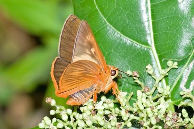 橙翅傘弄蝶 Burara jaina formosana 雌蟲