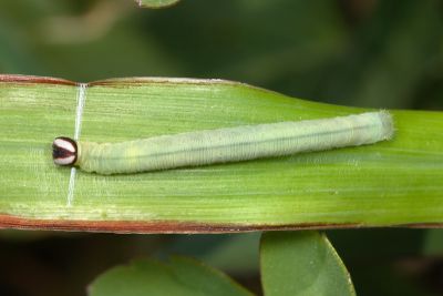 黃斑弄蝶 Potanthus confucius angustatus