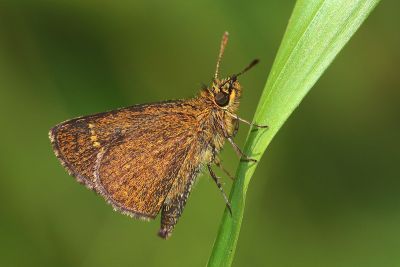 萬大弧弄蝶 Aeromachus bandaishanus 性別不明