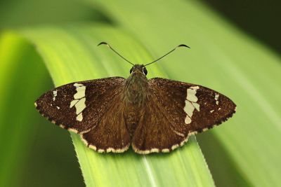 雙帶弄蝶 Lobocla bifasciata kodairai