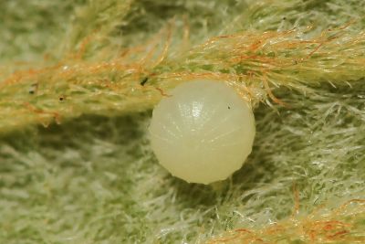 綠弄蝶 Choaspes benjaminii formosanus