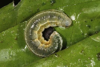 大流星弄蝶 Celaenorrhinus maculosus taiwanus