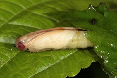 臺灣流星弄蝶 Celaenorrhinus major