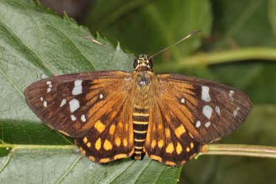 臺灣流星弄蝶 Celaenorrhinus major