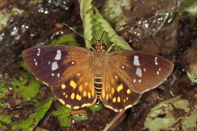 大流星弄蝶 Celaenorrhinus maculosus taiwanus