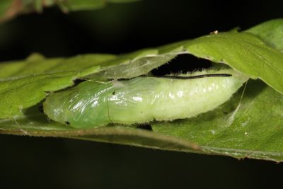 大流星弄蝶 Celaenorrhinus maculosus taiwanus