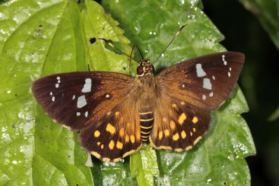 大流星弄蝶 Celaenorrhinus maculosus taiwanus