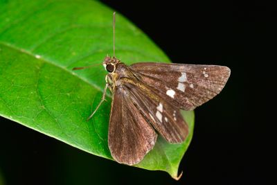 白斑弄蝶 Isoteinon lamprospilus formosanus 雄蟲