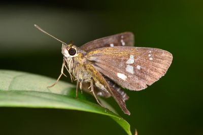 白斑弄蝶 Isoteinon lamprospilus formosanus 雄蟲