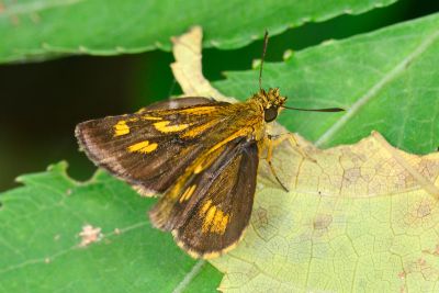 黃星弄蝶 Ampittia virgata myakei 性別不明