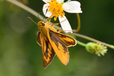 寬邊橙斑弄蝶 Telicota ohara formosana 性別不明