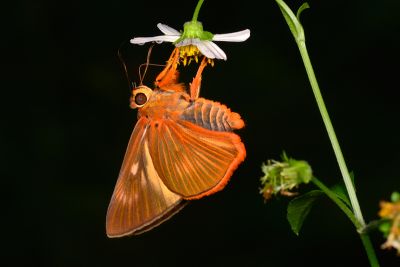 橙翅傘弄蝶 Burara jaina formosana 雄蟲