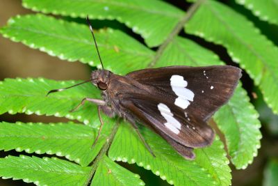 袖弄蝶 Notocrypta curvifascia 性別不明