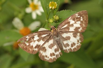 白弄蝶 Abraximorpha davidii ermasis 雄蟲