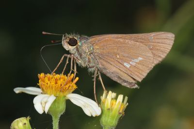 稻弄蝶 Parnara guttata 性別不明