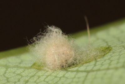臺灣瑟弄蝶 Seseria formosana