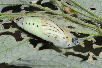 白弄蝶 Abraximorpha davidii ermasis