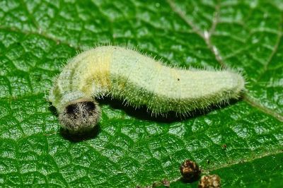 白弄蝶 Abraximorpha davidii ermasis