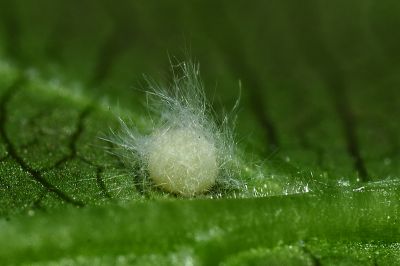白弄蝶 Abraximorpha davidii ermasis